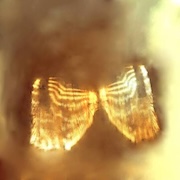 Million Moths: Spun